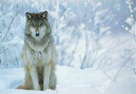 Les loups